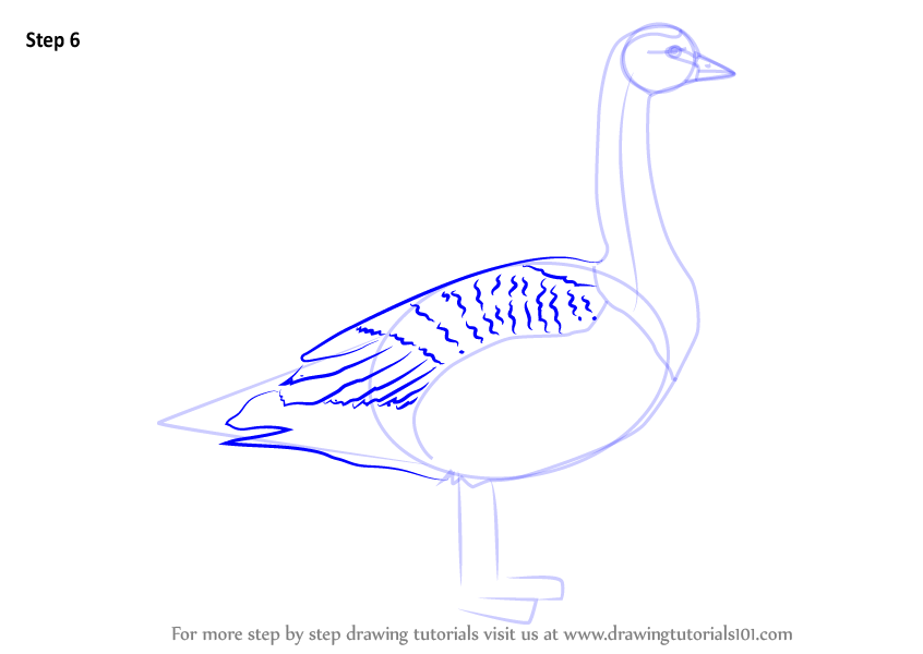 6 printable heart Barnacle Goose to Learn (Birds) Step by How a Step Draw