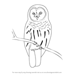 How to Draw a Barred Owl