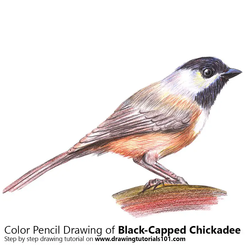 Black-Capped Chickadee Color Pencil Drawing