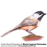 Learn How to Draw a Kingfisher (Birds) Step by Step : Drawing Tutorials