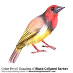 How to Draw a Black-Collared Barbet