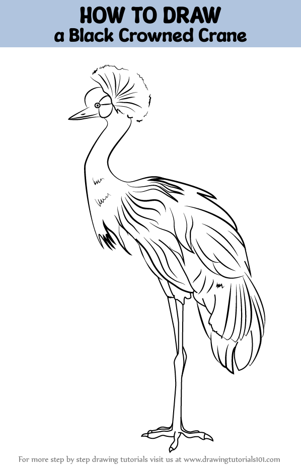 How to Draw a Black Crowned Crane (Birds) Step by Step ...