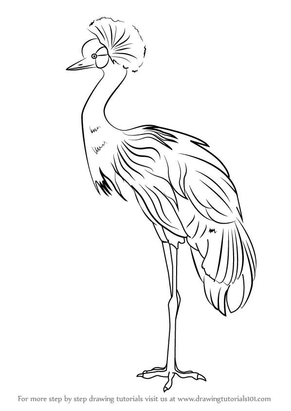 Step by Step How to Draw a Black Crowned Crane : DrawingTutorials101.com
