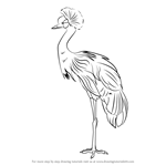 How to Draw a Black Crowned Crane