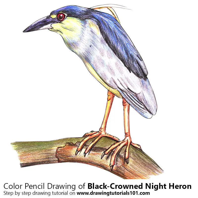 Black-Crowned Night Heron Color Pencil Drawing