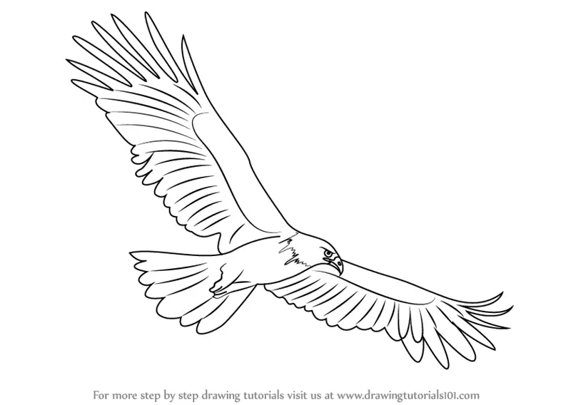 How to draw an eagle flying Realistic Head Easy and Step By Step