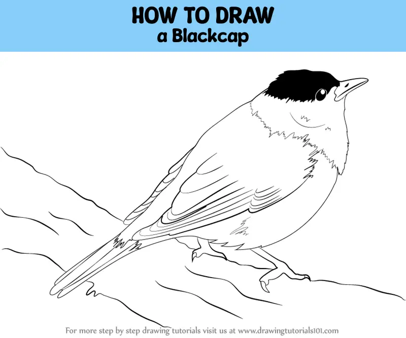 How To Draw A Blackcap (birds) Step By Step 