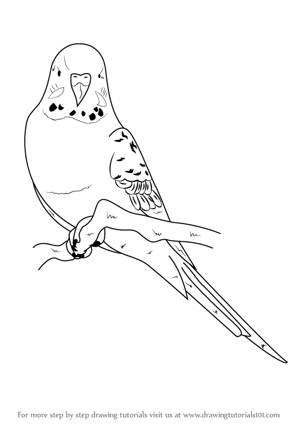 Learn How to Draw a Blue Budgie (Birds) Step by Step : Drawing Tutorials