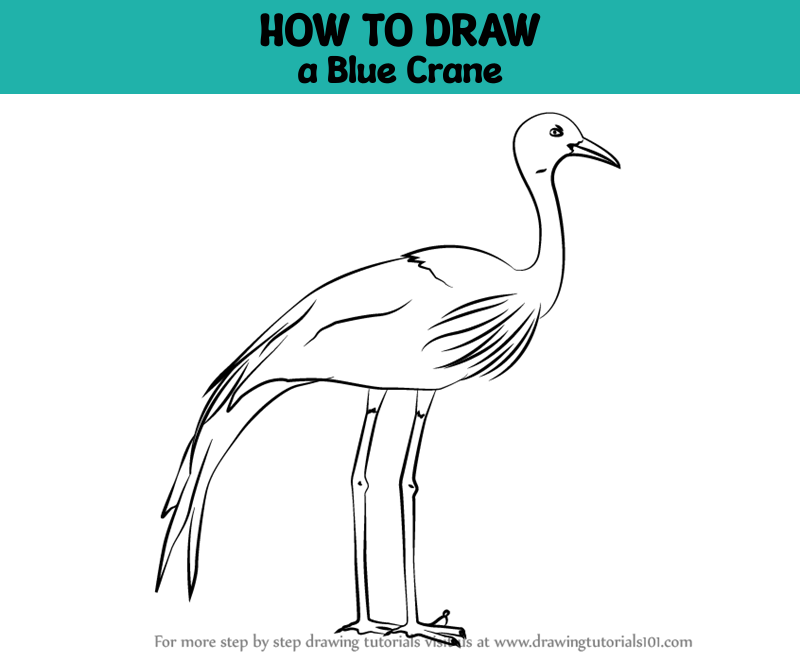 How to Draw a Blue Crane (Birds) Step by Step | DrawingTutorials101.com