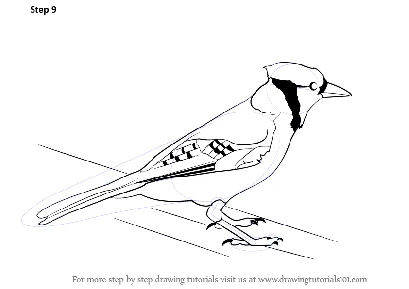 Blue jay drawing 02  How to draw Blue Jay outline drawing step by