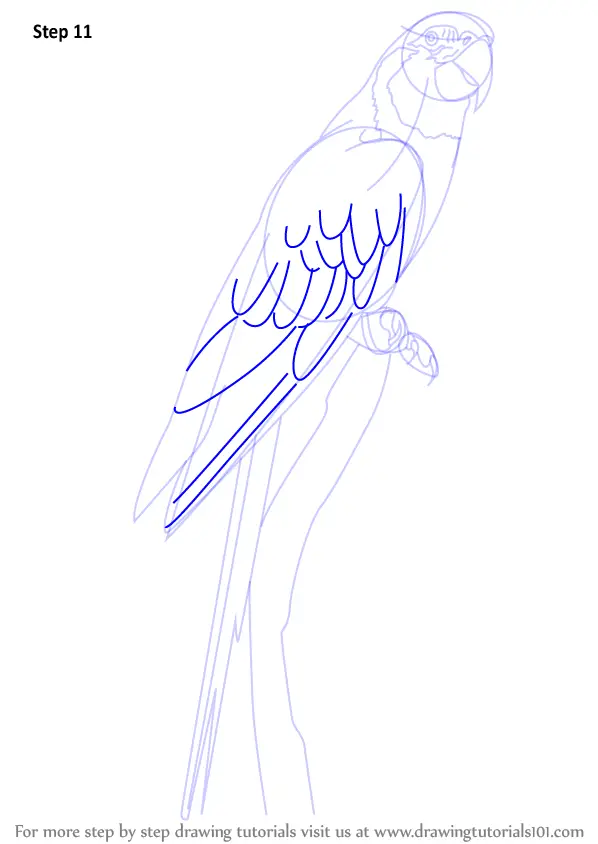 How to Draw a Blue Throated Macaw (Birds) Step by Step ...