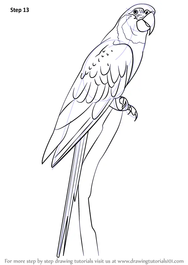A Blue-and-yellow macaw drawing - ZooChat