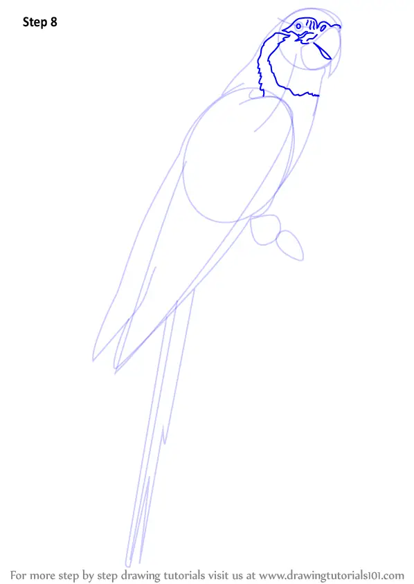 How to Draw a Blue Throated Macaw (Birds) Step by Step ...