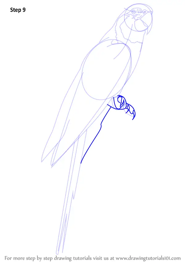 How to Draw a Blue Throated Macaw (Birds) Step by Step ...