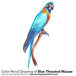 How to Draw a Blue Throated Macaw