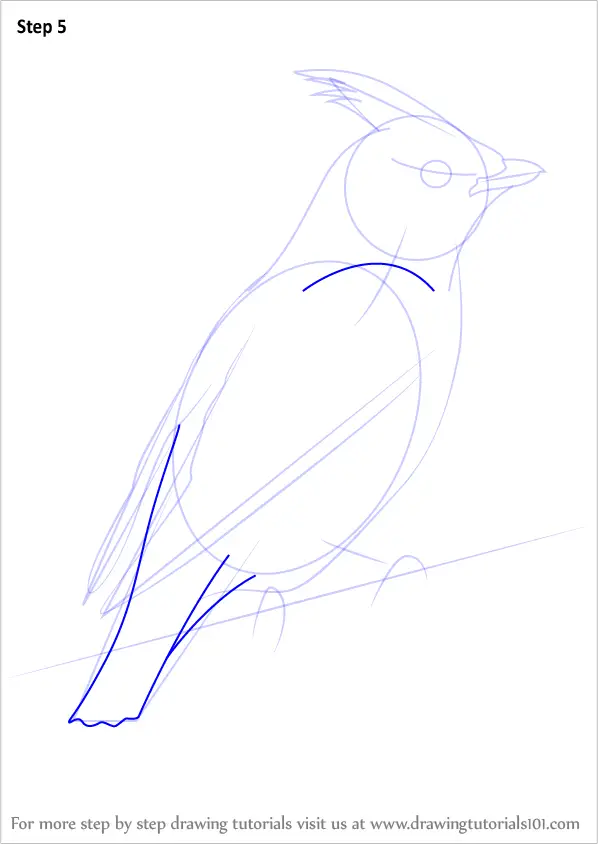 Learn How to Draw Bohemian Waxwing Birds Step by Step