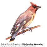 How to Draw Bohemian Waxwing