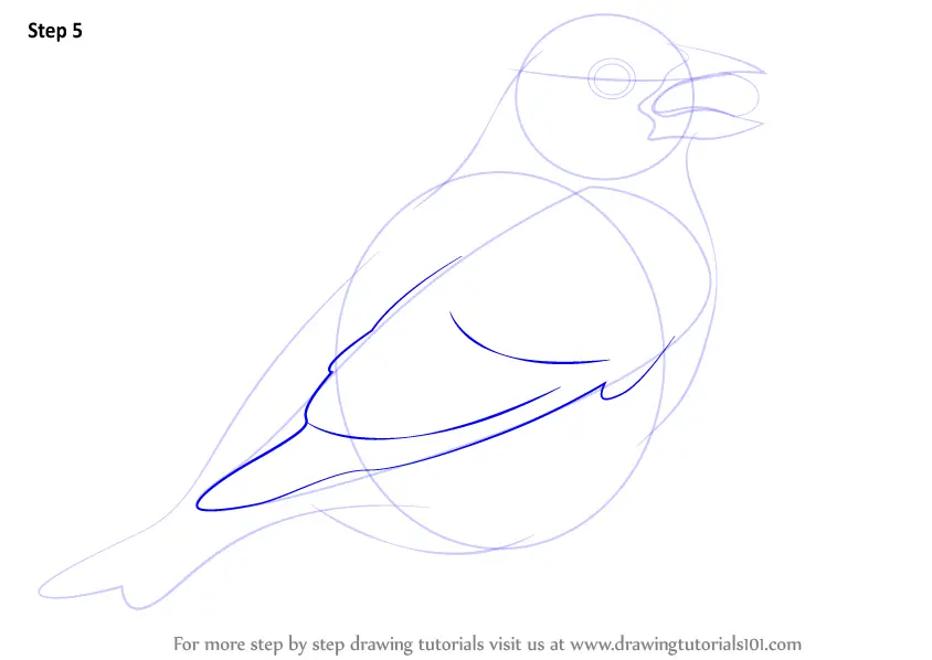 How to Draw a Brambling (Birds) Step by Step | DrawingTutorials101.com