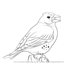 How to Draw a Brambling