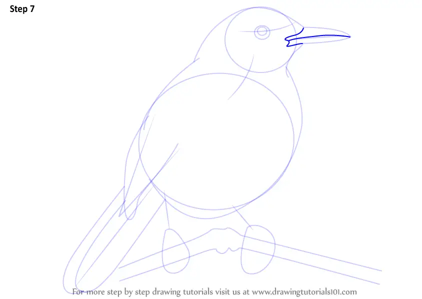 How to Draw a Brown Thrasher (Birds) Step by Step | DrawingTutorials101.com