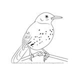 How to Draw a Brown Thrasher