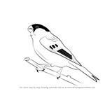 How to Draw a Bullfinch
