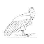 How to Draw a California Condor