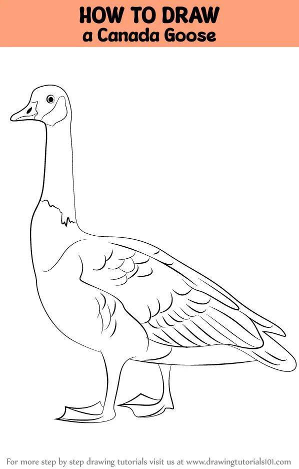 How to Draw a Canada Goose (Birds) Step by Step | DrawingTutorials101.com