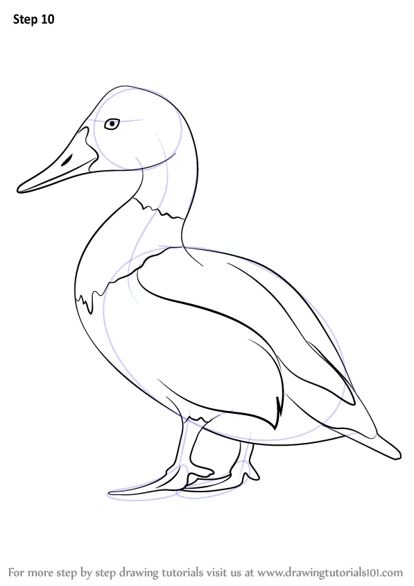 How to Draw Canvasback (Birds) Step by Step | DrawingTutorials101.com