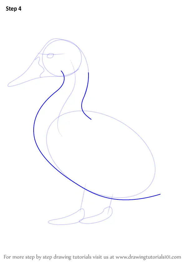 How to Draw Canvasback (Birds) Step by Step | DrawingTutorials101.com