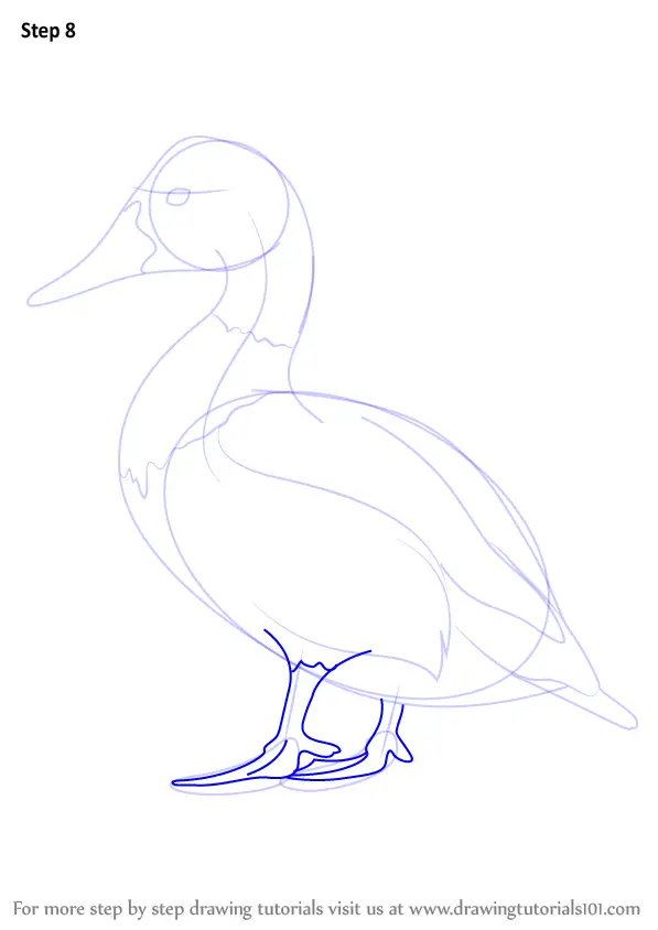 How to Draw Canvasback (Birds) Step by Step | DrawingTutorials101.com