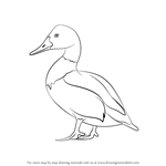How to Draw Canvasback