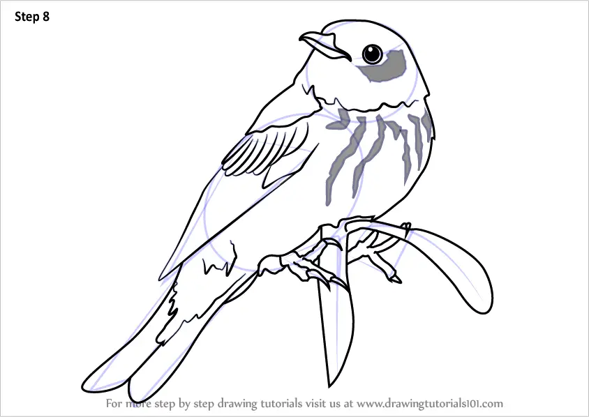 Download Learn How to Draw a Cape May Warbler (Birds) Step by Step : Drawing Tutorials