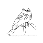 How to Draw a Cape May Warbler