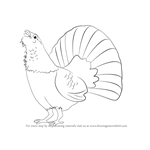 How to Draw a Capercaillie