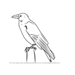 How to Draw a Carrion Crow