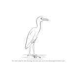 How to Draw a Cattle egret