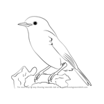 How to Draw a Cetti's warbler