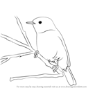 How to Draw a Chiffchaff