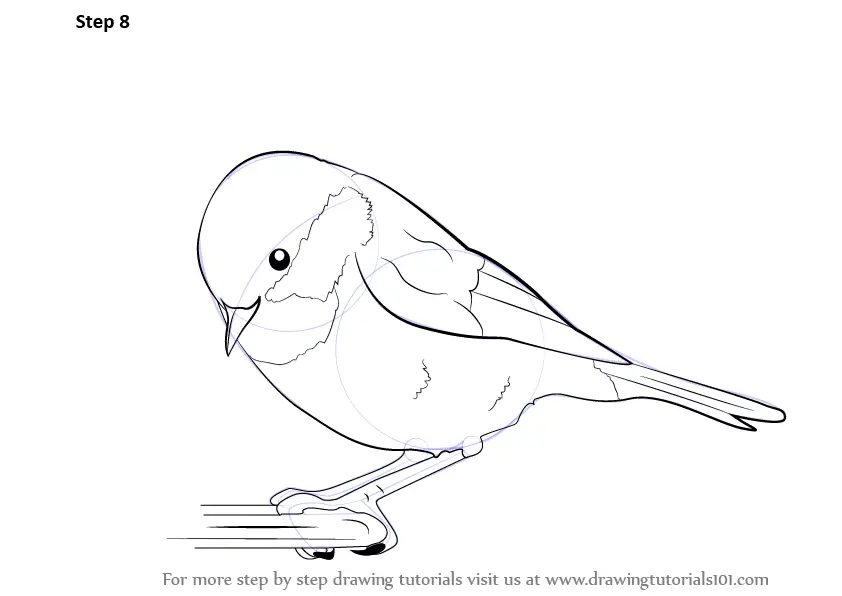 How to Draw a Coal Tit (Birds) Step by Step | DrawingTutorials101.com