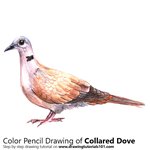 How to Draw a Collared Dove