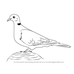 How to Draw a Collared Dove