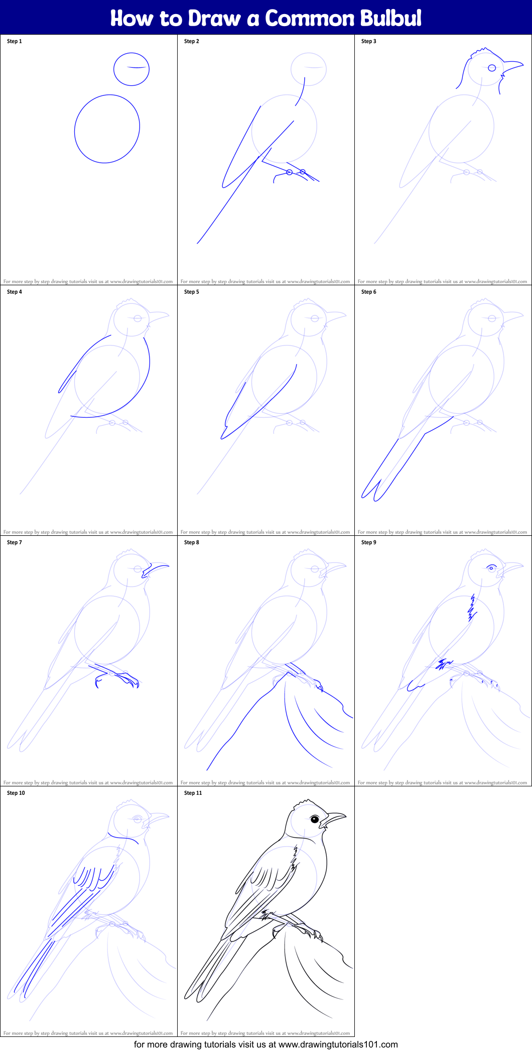 How to Draw a Common Bulbul printable step by step drawing 