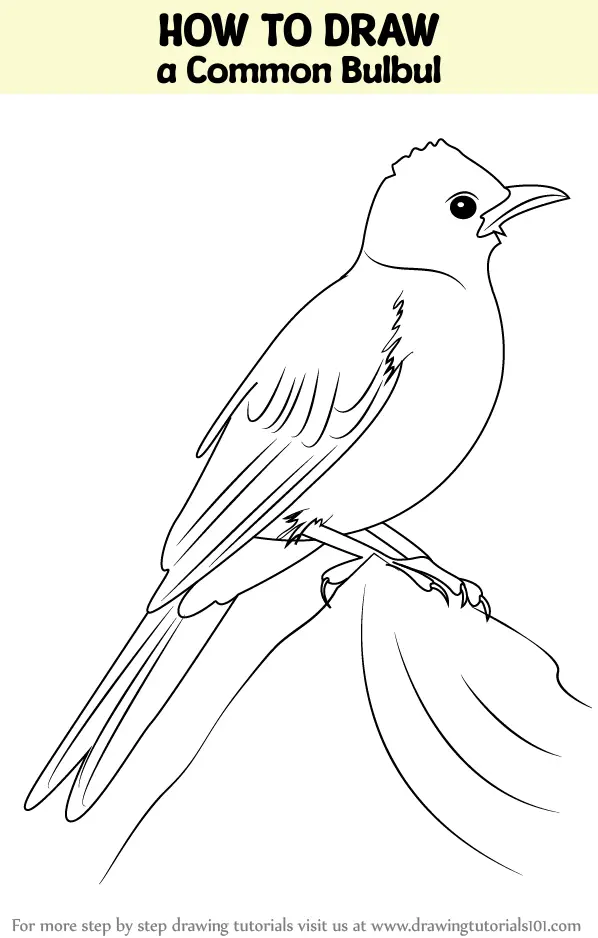 How to Draw a Common Bulbul (Birds) Step by Step | DrawingTutorials101.com