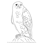 How to Draw a Common Buzzard