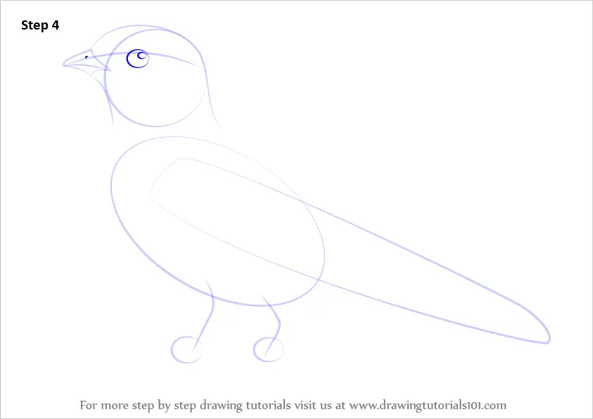 How to Draw a Common House Martin (Birds) Step by Step ...