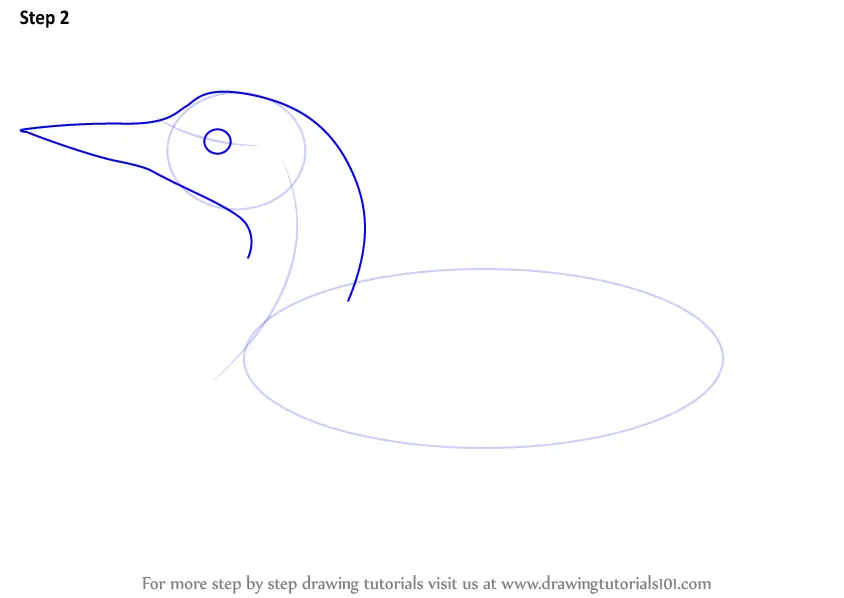 Learn How to Draw a Common Loon (Birds) Step by Step Drawing Tutorials