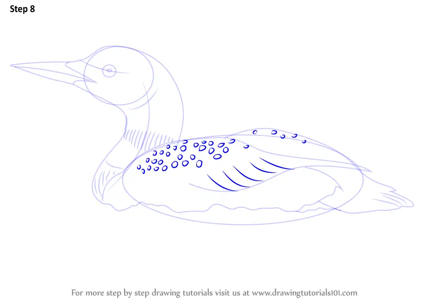 Learn How to Draw a Common Loon (Birds) Step by Step Drawing Tutorials