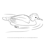 How to Draw a Common Merganser