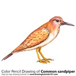 How to Draw a Common Sandpiper